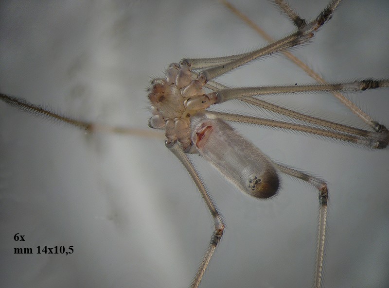 Pholcus phalangioides ?